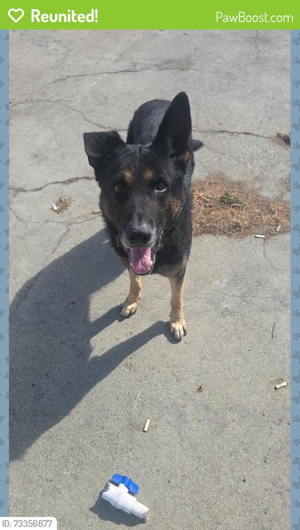 Reunited Male Dog last seen Clawiter rd hayward ca, Hayward, CA 94545