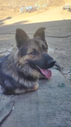 Found/Stray Male Dog last seen Estelle Mountain Rd. Off of Lake Matthews Dr., Riverside County, CA 92570