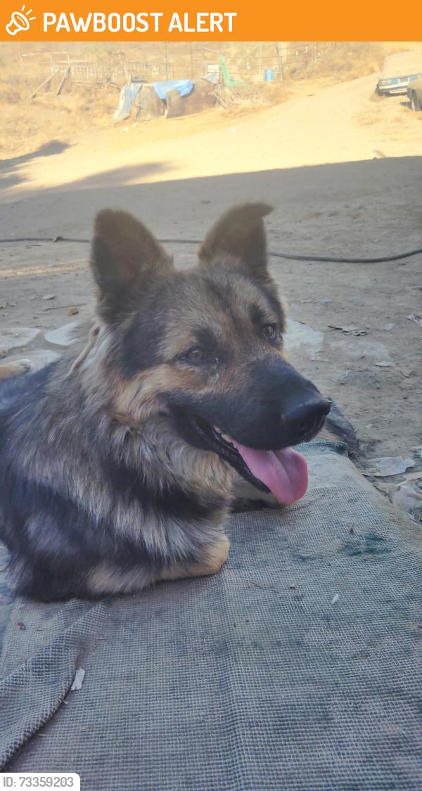 Found/Stray Male Dog last seen Estelle Mountain Rd. Off of Lake Matthews Dr., Riverside County, CA 92570