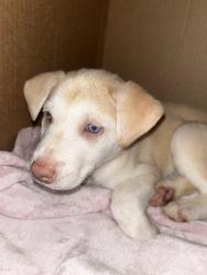 Lost Female Dog last seen Cambridge apmts, Burien, WA 98166
