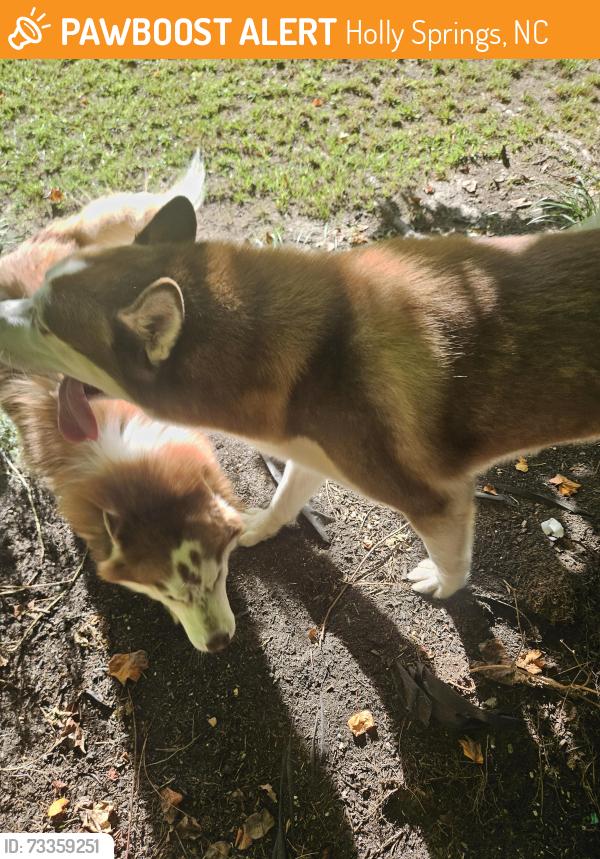 Found/Stray Male Dog last seen Bass lake road, Holly Springs, NC 27540