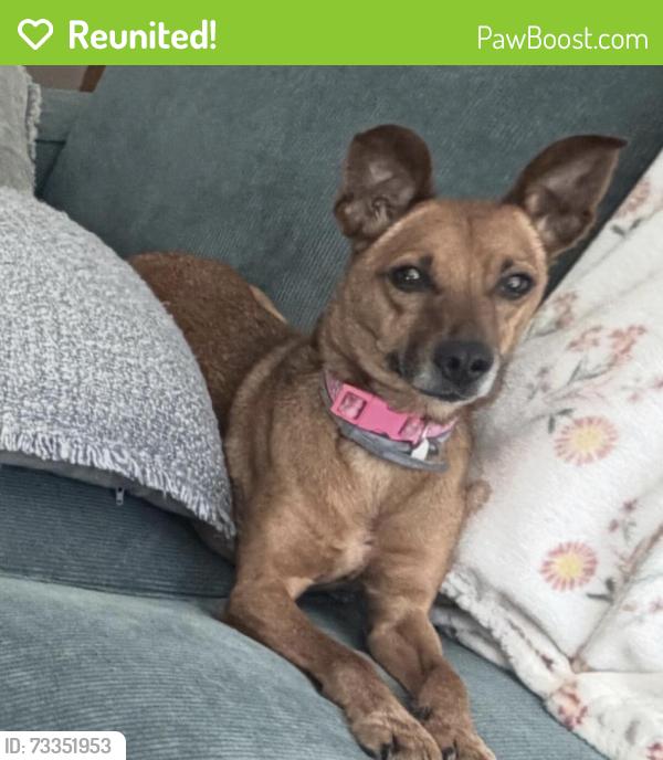 Reunited Female Dog last seen Mount Vernon Memorial Hwy and Patton, Mount Vernon, VA 22309