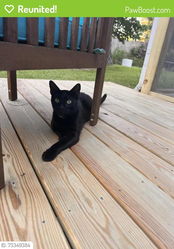 Reunited Male Cat last seen Dolly Madison and Ewell, Virginia Beach, VA 23455