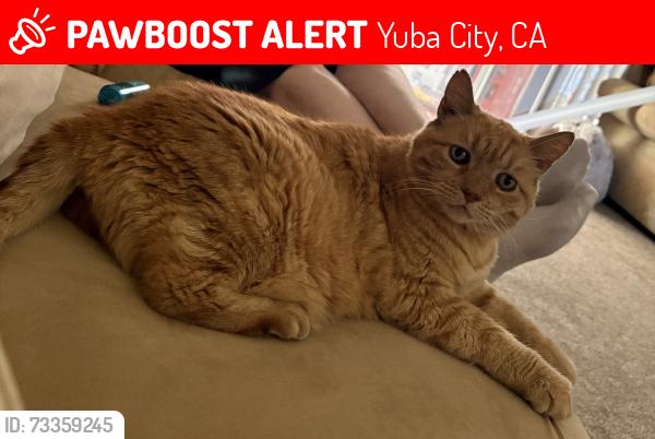 Lost Female Cat last seen Portofino dr and Mann dr, Yuba City, CA 95993