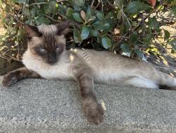 Found/Stray Male Cat last seen Sunrise blvd, Citrus Heights, CA 95610