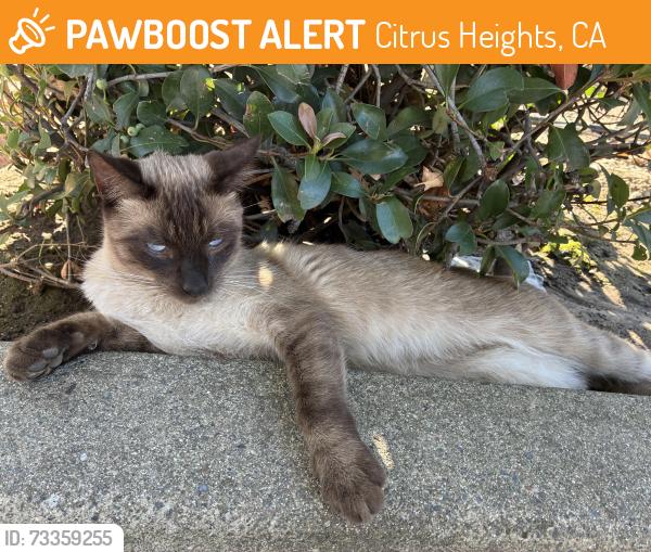 Found/Stray Male Cat last seen Sunrise blvd, Citrus Heights, CA 95610