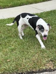 Reunited Female Dog last seen Bay Forest, Houston, TX 77062
