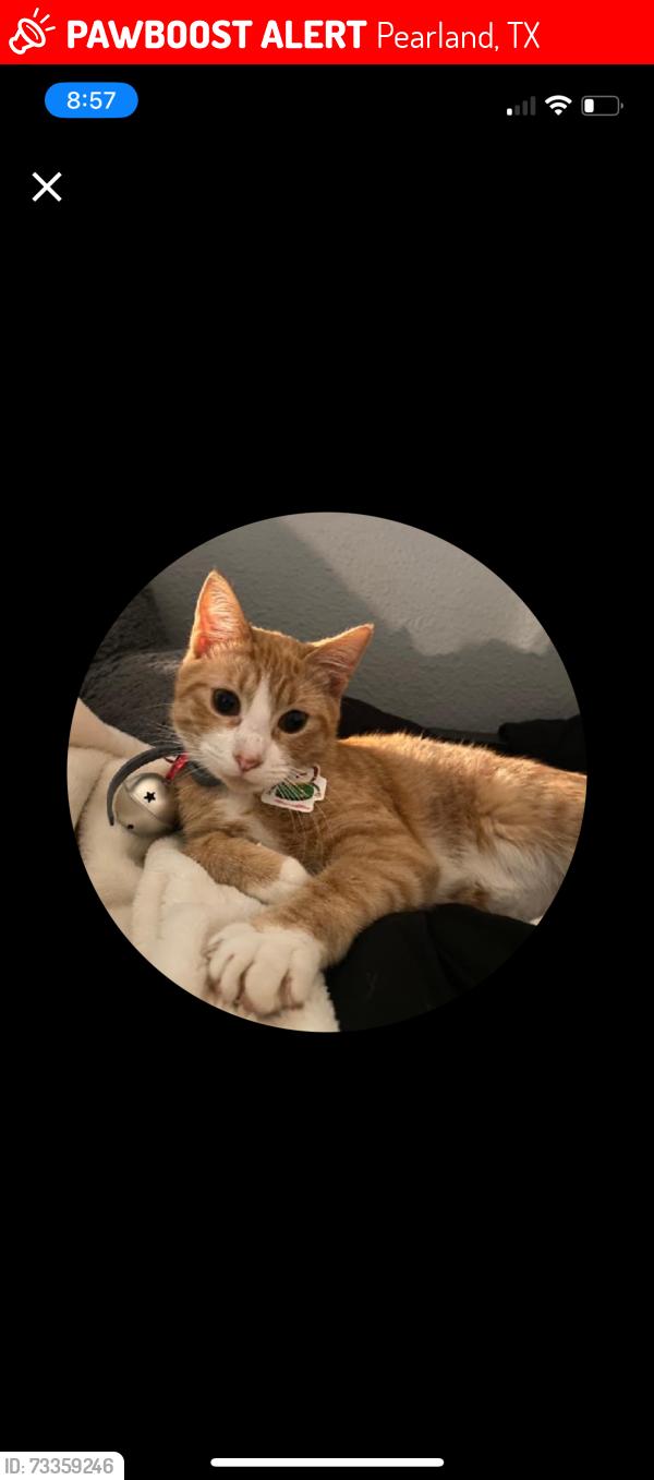 Lost Female Cat last seen Stratford street, Pearland, TX 77581