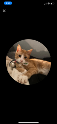 Lost Female Cat last seen Stratford street, Pearland, TX 77581
