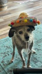 Lost Female Dog last seen Unknown, Fort Worth, TX 76108