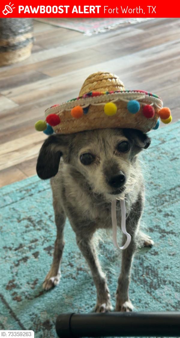 Lost Female Dog last seen Unknown, Fort Worth, TX 76108