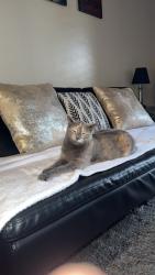 Lost Female Cat last seen Near, Taylorsville, UT 84123