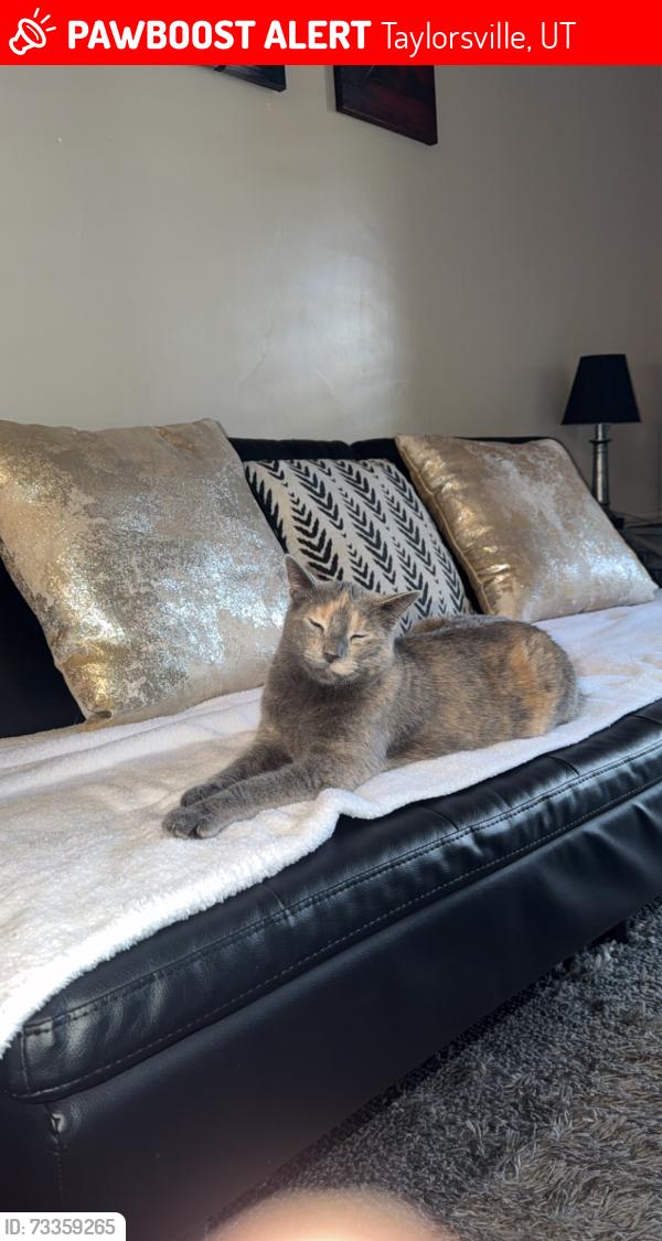 Lost Female Cat last seen Near, Taylorsville, UT 84123