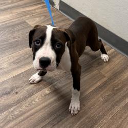 Shelter Stray Female Dog last seen Mission Gorge Road, San Diego, CA, 92120, 5500 Gaines St, San Diego, CA 92110, USA