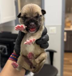 Shelter Stray Female Dog last seen Euclid Avenue, San Diego, CA, 92114, 5500 Gaines St, San Diego, CA 92110, USA