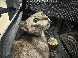 Shelter Stray Female Cat last seen Near Bluffridge Drive, AUSTIN, TX, 78759, 7201 Levander Loop bldg a, Austin, TX 78702, USA