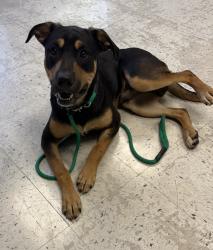 Shelter Stray Male Dog last seen Near W 200 S, SALT LAKE CITY, UT, 84104, 511 W 3900 S, Salt Lake City, UT 84123, USA