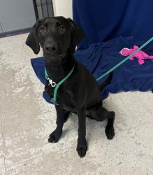 Shelter Stray Female Dog last seen Near S Main Street, SALT LAKE CITY, UT, 84114, 511 W 3900 S, Salt Lake City, UT 84123, USA