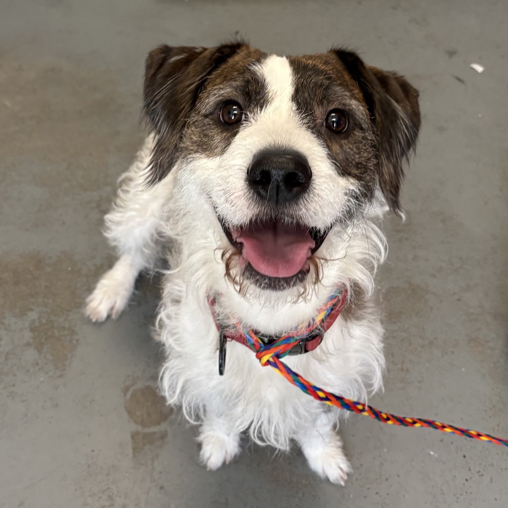 Shelter Stray Male Dog last seen Near S Main Street, SALT LAKE CITY, UT, 84101, 511 W 3900 S, Salt Lake City, UT 84123, USA