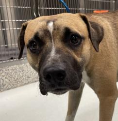 Shelter Stray Male Dog last seen Hwy 94 & Calhan, Yoder, CO, 80864, 580 McIntyre St, Golden, CO 80401, USA