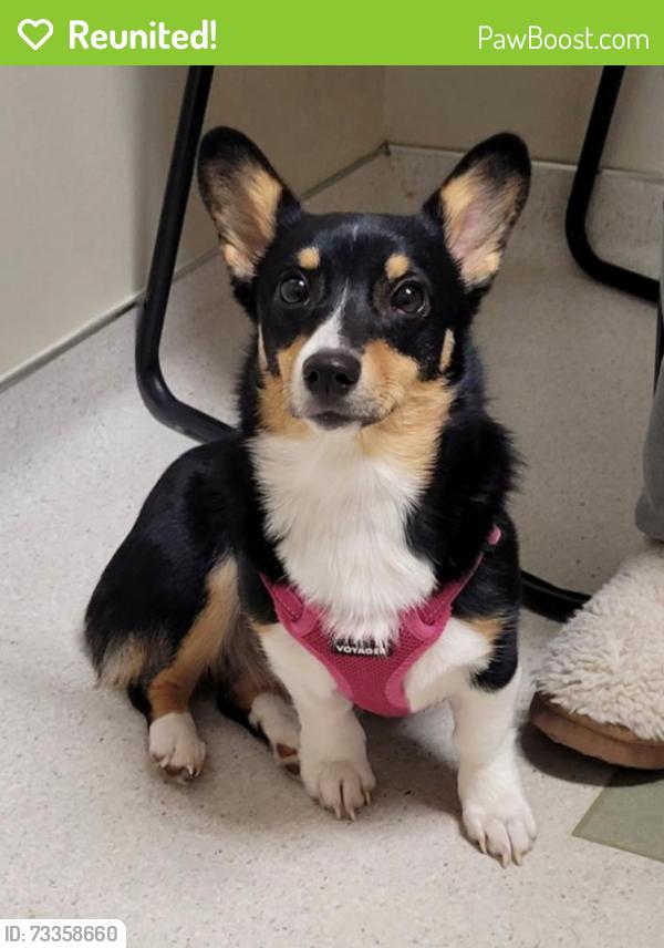 Reunited Female Dog last seen Interstate 24 Eastbound near Mile Marker 117.5, Manchester, TN 37355