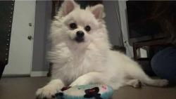 Lost Male Dog last seen Near, Tukwila, WA 98168
