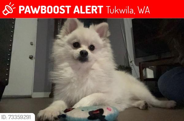 Lost Male Dog last seen Near, Tukwila, WA 98168