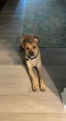 Reunited Male Dog last seen Carmichael park, Carmichael, CA 95608