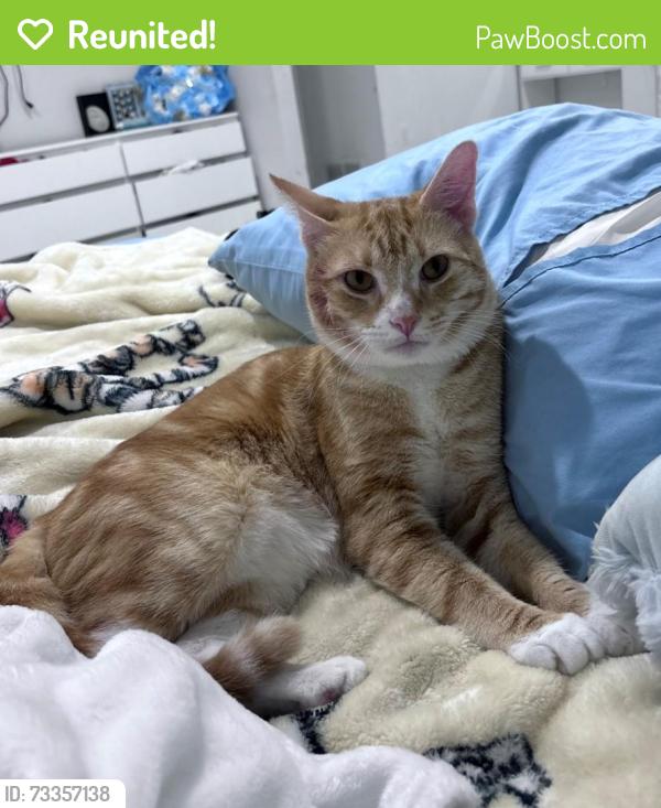 Reunited Male Cat last seen TARGET DUMFRIES, Dumfries, VA 22026