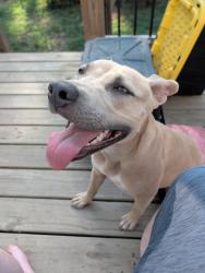 Found/Stray Female Dog last seen Pennington and Cherokee, Rome, GA 30161