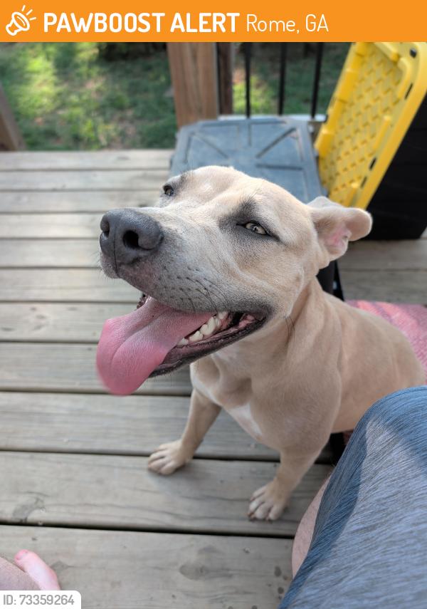 Found/Stray Female Dog last seen Pennington and Cherokee, Rome, GA 30161