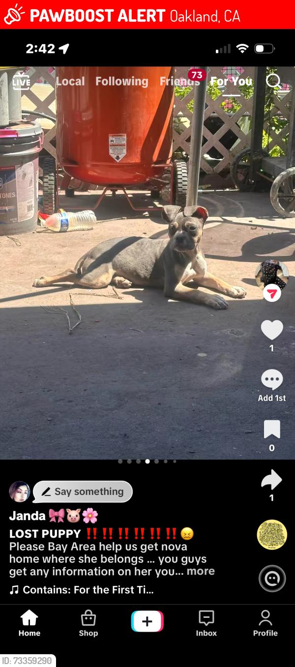 Lost Female Dog last seen Everyone knows nova on Hamilton and 70th in Oakland any where in the 70s she could of been taken from, Oakland, CA 94621