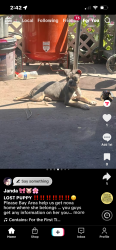 Lost Female Dog last seen Everyone knows nova on Hamilton and 70th in Oakland any where in the 70s she could of been taken from, Oakland, CA 94621