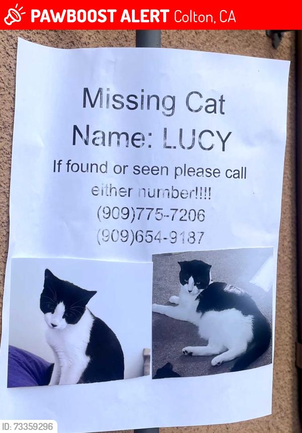 Lost Female Cat last seen valley & cypress, Colton, CA 92324