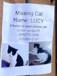 Lost Female Cat last seen valley & cypress, Colton, CA 92324