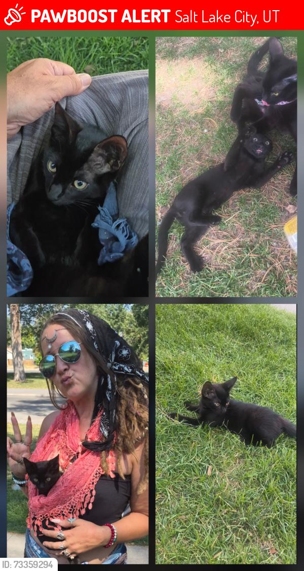 Lost Male Cat last seen Liberty park, Salt Lake City, UT 84105