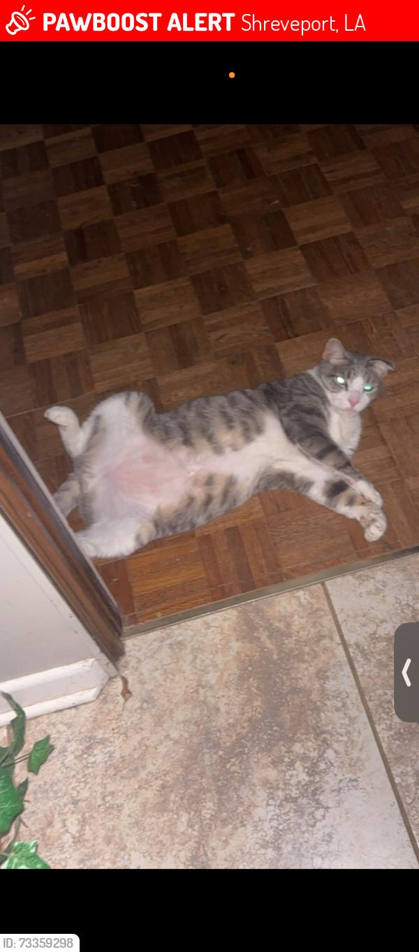 Lost Male Cat last seen gilbert and deleware, Shreveport, LA 71101