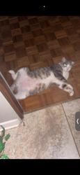 Lost Male Cat last seen gilbert and deleware, Shreveport, LA 71101