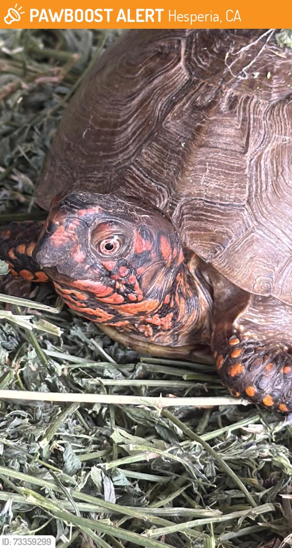 Found/Stray Unknown Reptile last seen Buckthorn, Hesperia, CA 92340