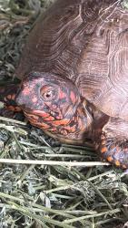 Found/Stray Unknown Reptile last seen Buckthorn, Hesperia, CA 92340