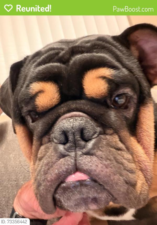 Reunited Male Dog last seen Murrieta hot springs and pourroy, Murrieta, CA 92563