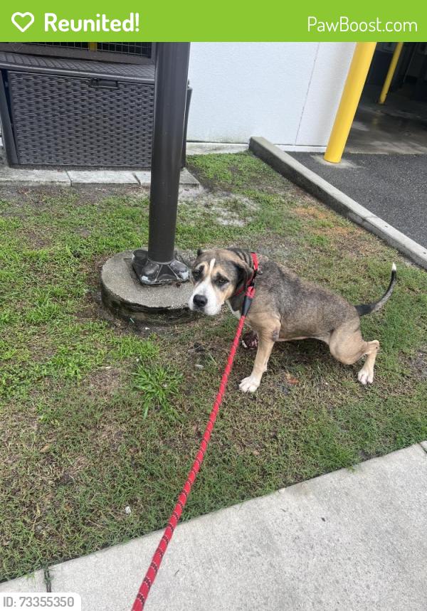 Reunited Female Dog last seen Hillsborough and Rosemont, Hillsborough County, FL 33550