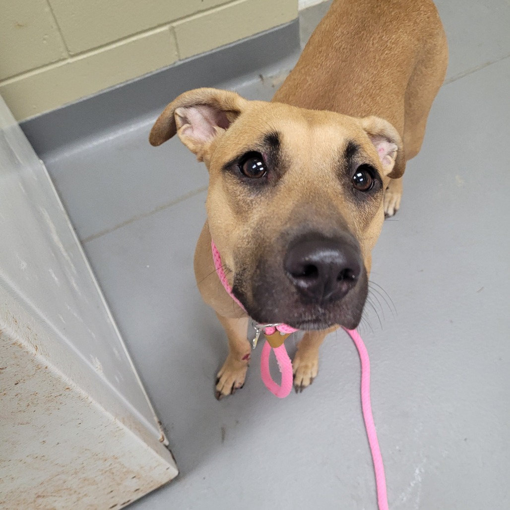 Shelter Stray Female Dog last seen , 4900 Milgen Rd, Columbus, GA 31907, USA