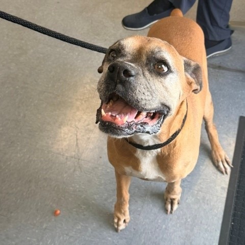 Shelter Stray Male Dog last seen , 12910 Yukon Ave, Hawthorne, CA 90250, USA