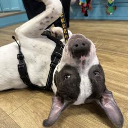 Shelter Stray Male Dog last seen , Animal Care & Control Team of Philly, 111 W Hunting Park Ave, Philadelphia, PA 19140, USA