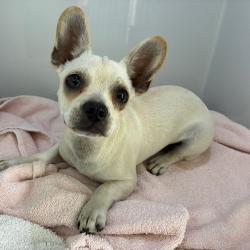 Shelter Stray Female Dog last seen , 361 S Raymond Ave, Pasadena, CA 91105, USA
