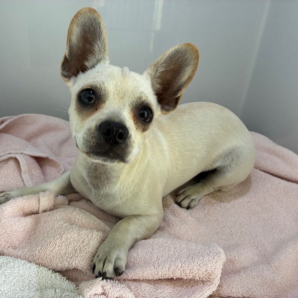 Shelter Stray Female Dog last seen , 361 S Raymond Ave, Pasadena, CA 91105, USA