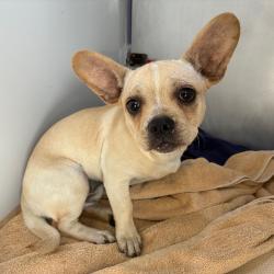 Shelter Stray Female Dog last seen , 361 S Raymond Ave, Pasadena, CA 91105, USA