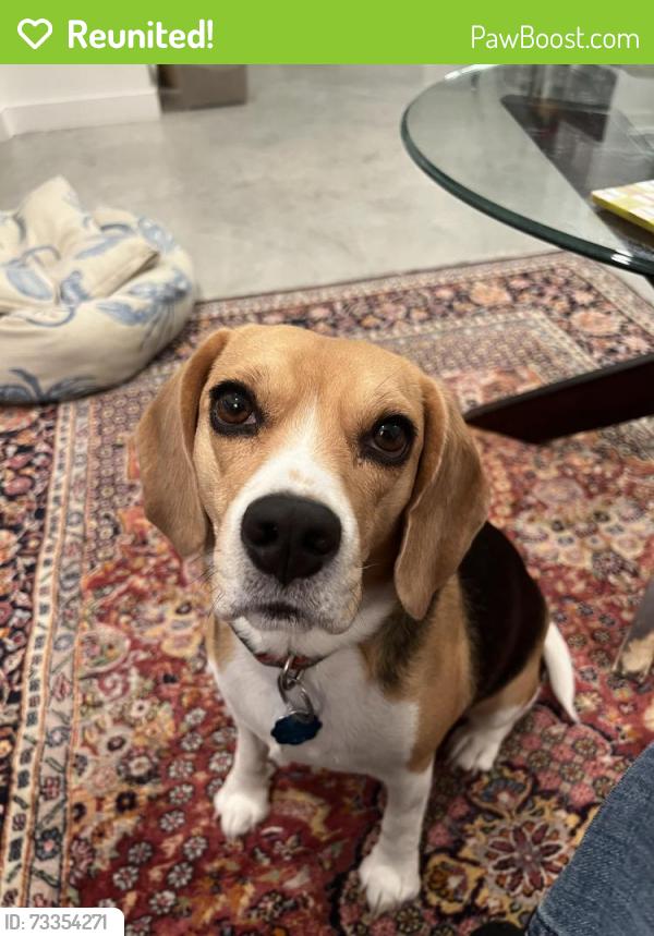 Reunited Female Dog last seen Cumberland and South First, Austin, TX 78704