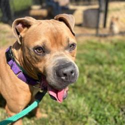 Shelter Stray Male Dog last seen , Animal Care & Control Team of Philly, 111 W Hunting Park Ave, Philadelphia, PA 19140, USA